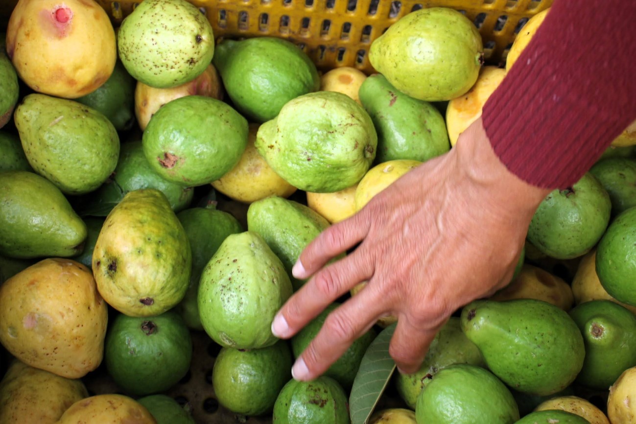 Nova variedade de goiaba foi apresentada em dia de campo no perímetro Califórnia