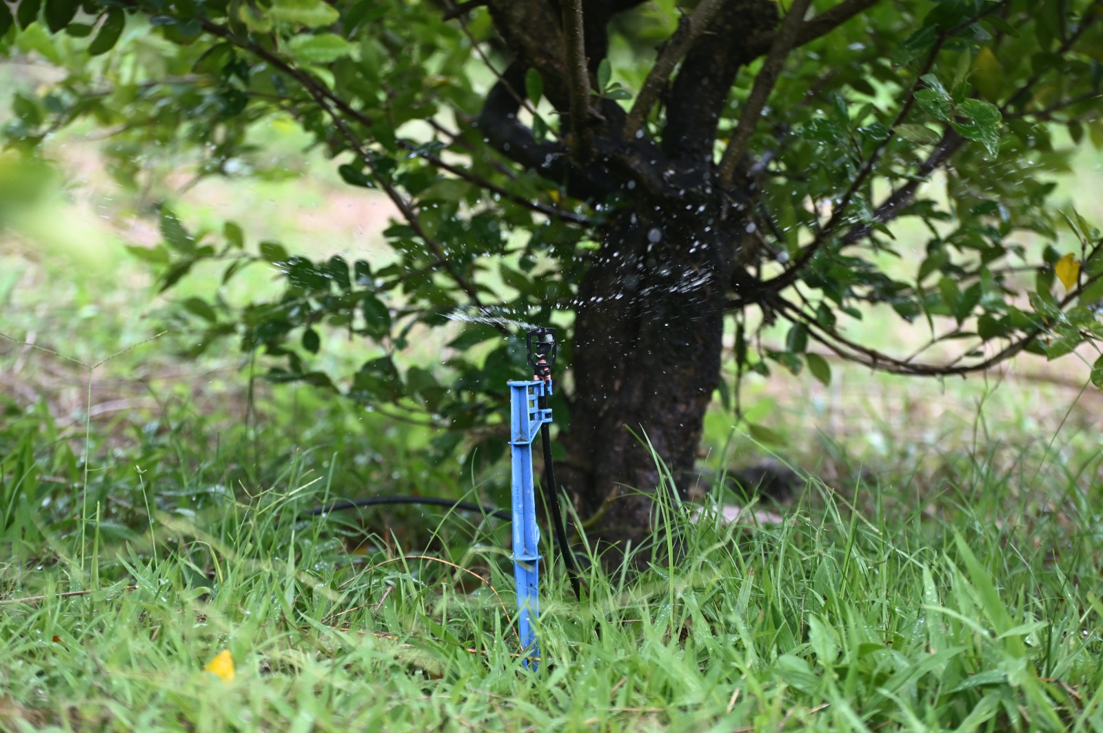 Santander estima que produção agropecuária sergipana cresça 7% em 2024