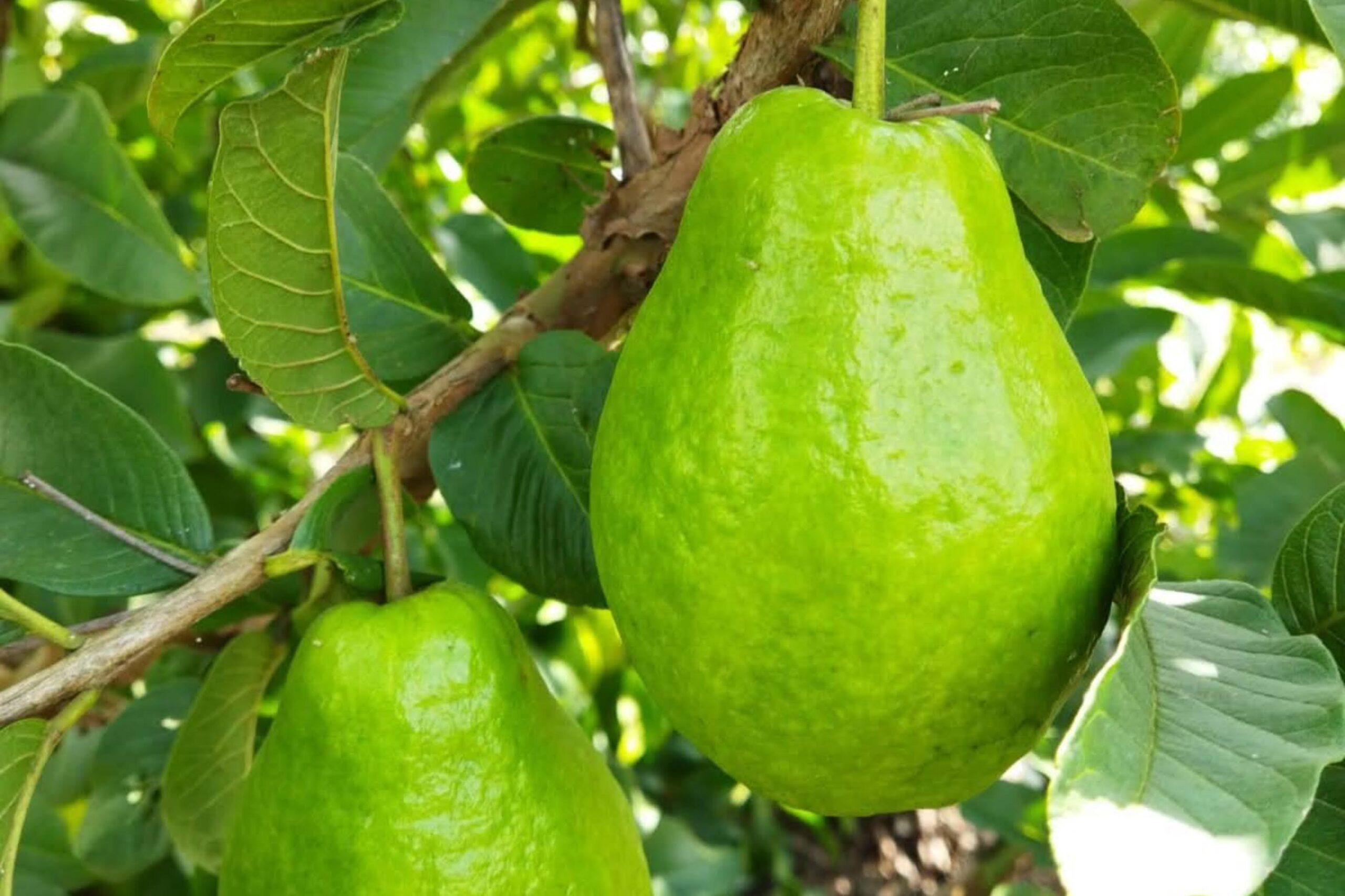 Tecnologia da Embrapa incentiva cultivo de goiaba em perímetro irrigado do Governo do Estado