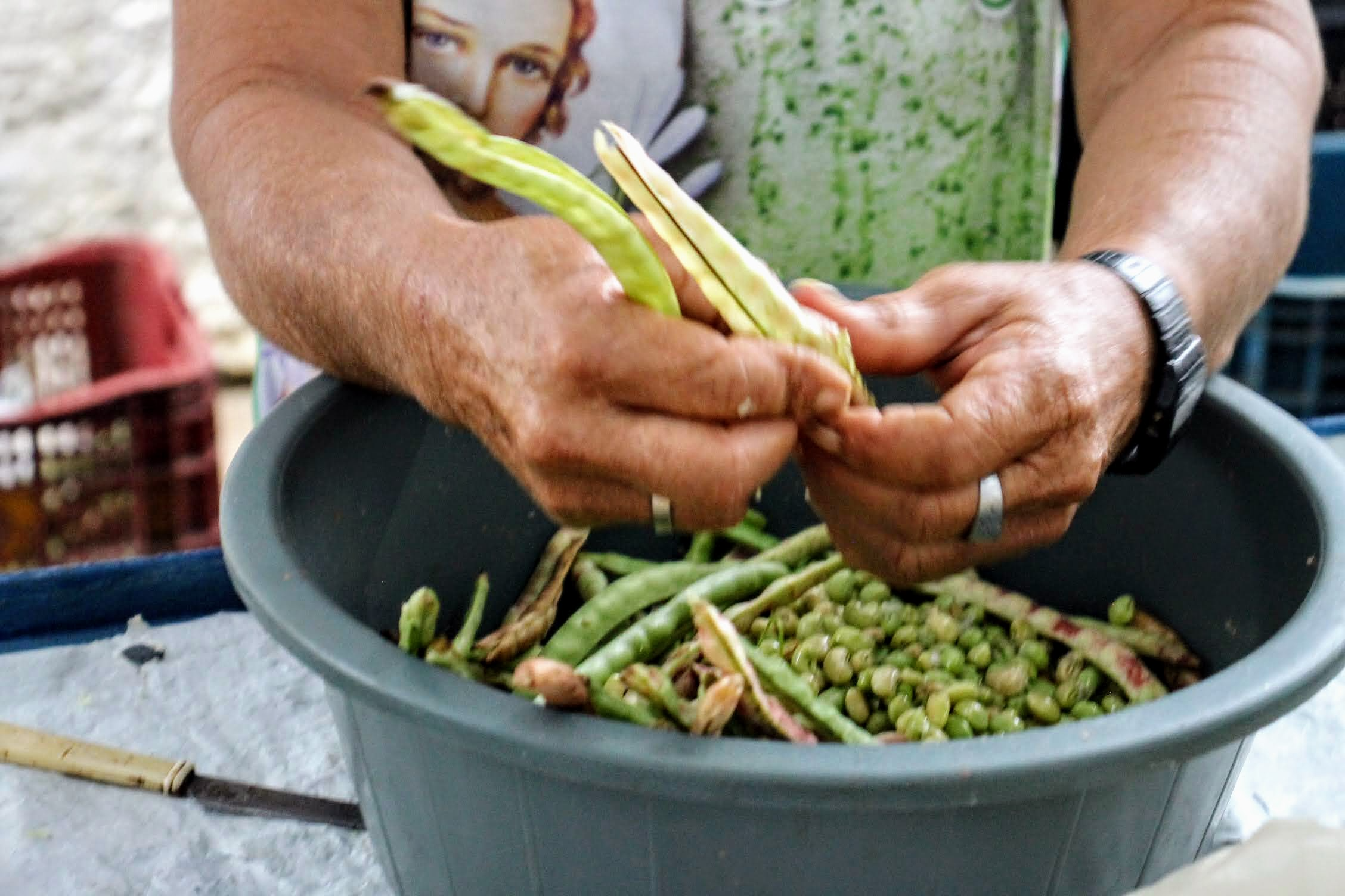 Perímetros irrigados estaduais preveem alta de 25% na produção do feijão-de-corda em 2024