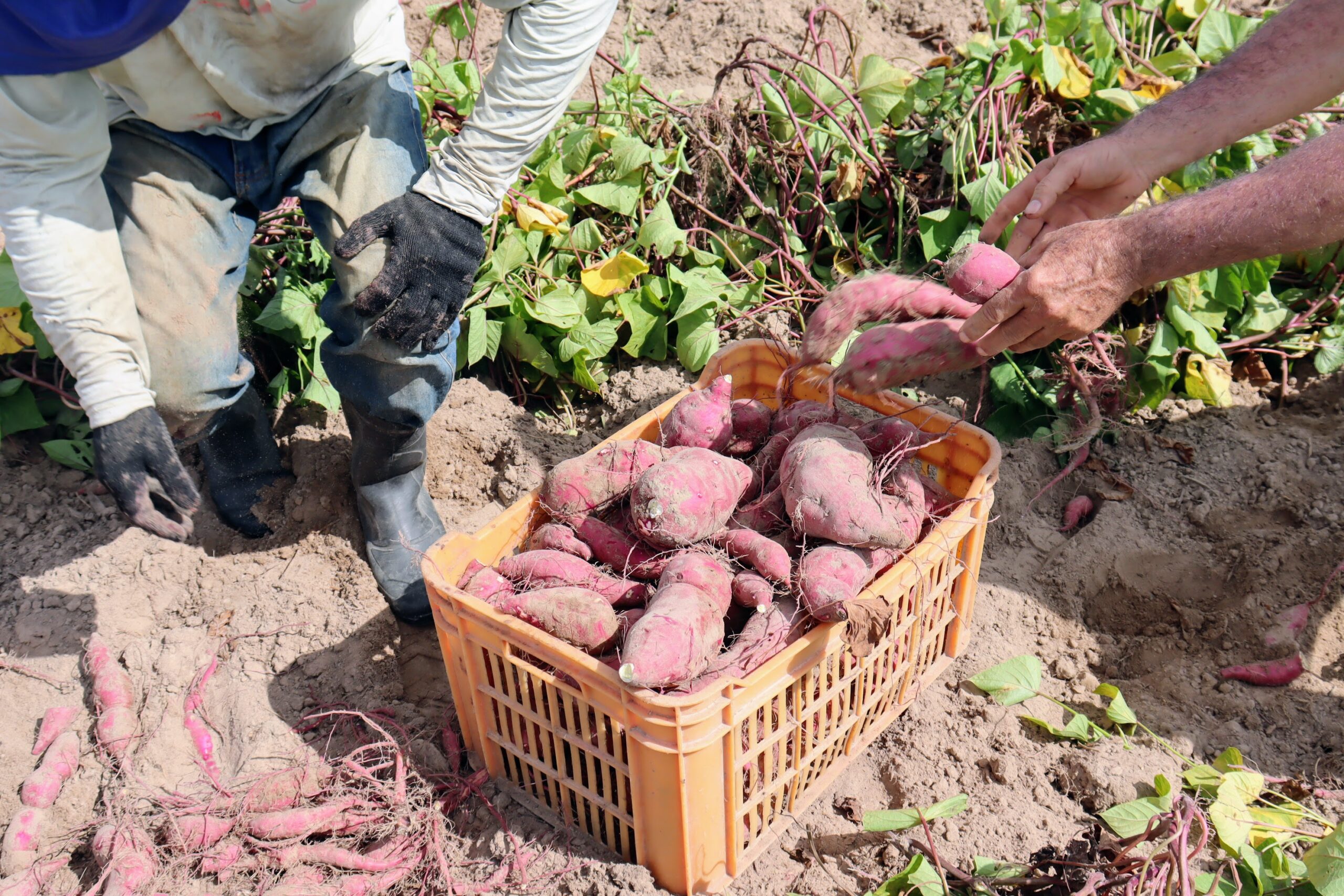 Tecnologia da agricultura regenerativa aumenta produtividade da batata-doce