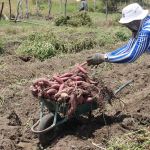 Cultivo da batata-doce irrigada é forte tanto na Ribeira como no Jacarecica I - Foto Fernando Augusto (Ascom-Cohidro)
