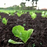 Foto: André Moreira (ASN)