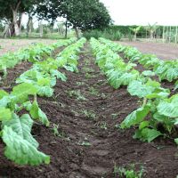 Foto: André Moreira (ASN)