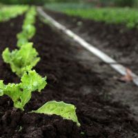 Foto: André Moreira (ASN)