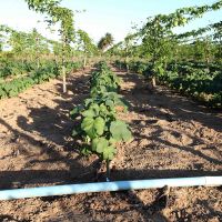 Foto: André Moreira (ASN)