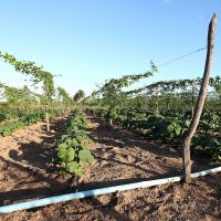 Foto: André Moreira (ASN)