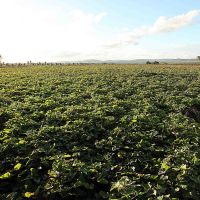 Foto: André Moreira (ASN)