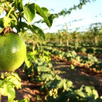 O Piauí destina a produção para feiras livres e mantém parceria com o Programa de Aquisição de Alimentos - Foto: André Moreira (ASN)