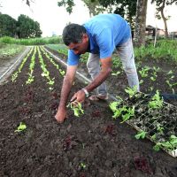 Sete meses após o governador Jackson Barreto entregar oito novas motobombas e a recuperação do maquinário e tubulações da EB-02, o perímetro Piauí obteve avanços na irrigação - Foto: André Moreira (ASN)