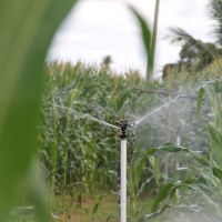 Milho verde é produto cultivado por quase todos produtores do Perímetro Irrigado Piauí, antes do São João