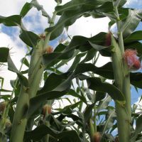 Irrigação do milho e outras culturas ainda está sendo possível na maioria dos perimetros irrigados da Cohidro