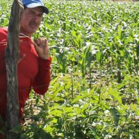 José Raimundo Simão e Fontes planta milho fertiffigado por mangueiras de gotejamento