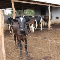 A criação de gado é a vocação do Sertão Sergipano, que ganha mais fôlego para enfrestar às secas, com os perímetros irrigados - foto Fernando Augusto (Ascom-Cohidro)