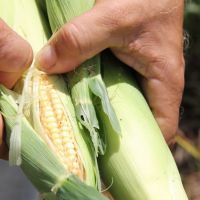 Milho verde é tanto requisitado para a alimentação humana quanto para a animal - foto Fernando Augusto (Ascom-Cohidro)