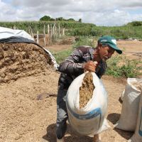 Pedro Luís planta seu milho irrigado para alimentar o próprio gado que cria junto da lavoura - foto Fernando Augusto (Ascom-Cohidro)