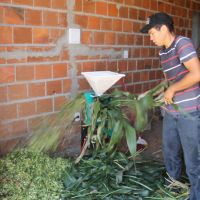 Uso só da palha do milho, refugada da colheita do milho verde, também tem uso na nutrição animal - foto Fernando Augusto (Ascom-Cohidro)