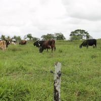 Gado pasta em piquetes divididos por cerca de uma só arame eletrificado - Foto Fernando Augusto (Ascom Cohidro)