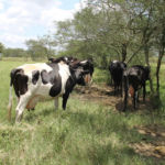 Água no Jabiberi serve à dessedentação animal e irrigação das pastagem no sistema rotativo - Foto Fernando Augusto (Ascom-Cohidro)