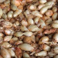 Cebolas plantadas no Perímetro Piauí passam por processo de secagem antes de poder ser consumidas