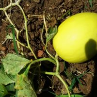 Produtores já colhem resultados na tentativa de cultivar melões orgânicos - foto acervo Tito Reis