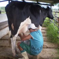 A produção de elite é a principal atividade do Jabiberi - foto Ascom Cohidro