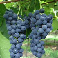 Cacho da uva Violeta - Foto: Umberto A. Camargo