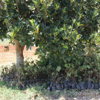 Mudas aguardando serem plantadas - Foto Ascom/Cohidro