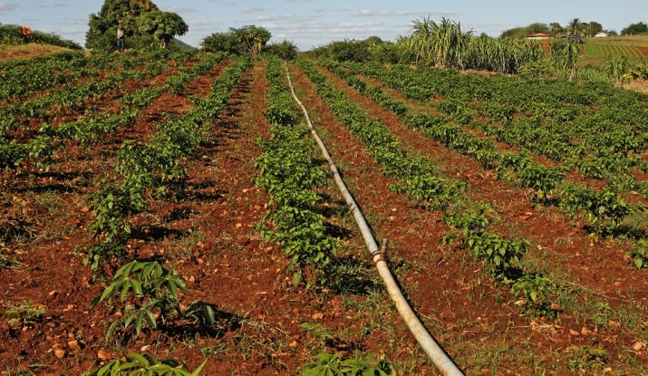 São 1.360 produtores que trabalham em 333 lotes, 2.788 hectares de área atendida com a irrigação que geram R$ 5 milhões mensais de renda para os trabalhadores rurais, dinheiro injetado na economia de Canindé. - Foto: ASN
