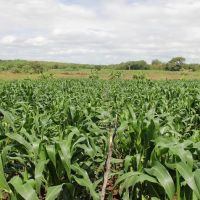 No Califórnia, produtividade média do milho é de 5,5 toneladas por hectares/ Foto: Ascom/Cohidro