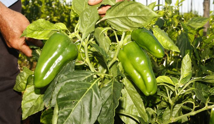 Só no ano passado, foram produzidos 119 mil toneladas de alimentos. Desse total, mais de 40.419 toneladas foram no projeto Califórnia, em Canindé de São Francisco. - Foto: ASN