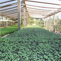 No viveiro de Sidrack 12 mil mudas de tomate. (Foto: Bruno Noz)