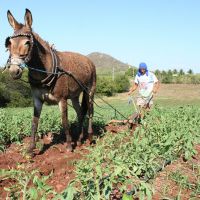 Limpeza entre as linhas, que pode ser feita por tração animal. Foto: Bruno Noz