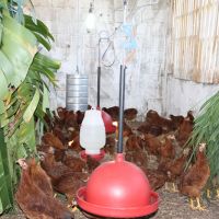 Gercino busca encontrar a melhor raça de aves rústicas para aplicar na engorda. Foto: Bruno Noz