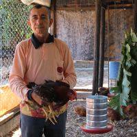 Gercino busca oferecer uma ave mais saborosa e criada em manejo natural