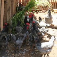 o empresário Francisco Sales Barbosa