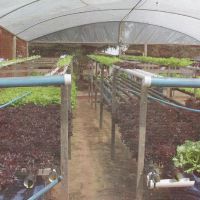 Além do plantio em canaletas, o sistema é protegido por telas para evitar insetos e ação do sol