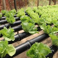 Cultivo hidropônico de Denisson Rosendo