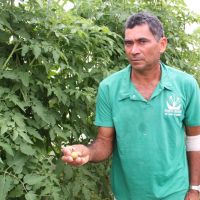 João Pacheco e os tomates que planta dentro do telado