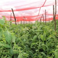 Plantas crescem protegidas de pragas e da ação dos raios UV do Sol