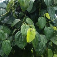 A Pimenta-do-reino leva 3 anos para começar a produzir - fotos da plantação de Rivaldo em Arauá-SE