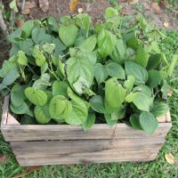 As mudas de Pimenta-do-reino prontas para o plantio experimental