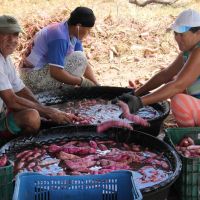 Luiz Joaquim e o processo de lavagem da Batata-doce antes de ensacar