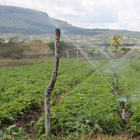 Na margem da Serra de Itabaiana a irrigação permite o cultivo da Batata-doce com alta produtividade