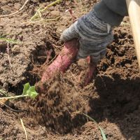 A Batata-doce é desenterrada com auxílio de enxada