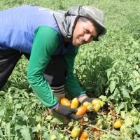 José Edmilson colheu 600 caixas de Tomate e quer retormar o plantio no próximo ano