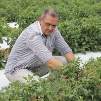 Mardoqueu visita tomateiros em fase intermediária