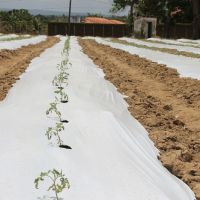 Período inicial do plantio do Tom