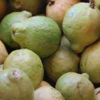 Goiaba é dos principais produtos explorados no Califórnia