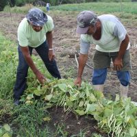 Os agricultores dos perímetros irrigados tem assistência técnica da Cohidro
